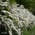 Spiraea cinerea Grefsheim, Norsk-Brudspirea 10-pack, 40-60 C10