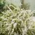 Spiraea cinerea Grefsheim E, Norsk-Brudspirea, Häck C1