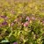 Spiraea japonica Goldflame, Praktspirea, busk C3,5