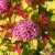 Spiraea japonica Magic Carpet (Walburma), Dvärgpraktspirea, C3,5