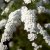 Spiraea cinerea Grefsheim, Norsk-Brudspirea 10-pack, 40-60