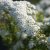 Spiraea x cinerea Grefsheim E, Brudspirea/Norskspirea, busk C3,5
