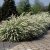 Spiraea cinerea Grefsheim, Norsk-Brudspirea 10-pack, 40-60