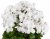 Änglapelargon Candy FLowers ® White, stickling 3-pack