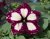 Petunia, Stickling, LightningSky