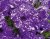 Petunia, Stickling, NightSky ®