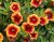 Småpetunia, Stickling, Million Bells MiniFamous ® Neo Orange + Red Eye 3-pack