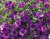 Småpetunia, Stickling, Million Bells MiniFamous ® Uno Double Blue