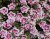 Småpetunia, Stickling, Million Bells MiniFamous ® Uno Double PinkTastic ®