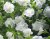 Småpetunia, Stickling, Million Bells MiniFamous ® Uno Double White