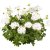 Stjärnpelargon Summer Twist White ®, stickling 3-pack
