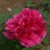 Paeonia suffruticosa Melody (Hua Wang)
