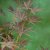 Acer palmatum Sumi-nagashi