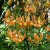 Lilium martagon Sunny Morning, Krollilja, P11cm