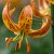 Lilium martagon Sunny Morning, Krollilja, P11cm