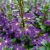 Femtunga, Stickling, Scaevola Surdiva Deep Violet Blue 3-pack