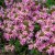 Femtunga, Stickling, Scaevola Surdiva Fashion Pink 3-pack