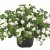 Snöflinga, Stickling, Bacopa Sutera Scopia ® Double Snowball