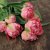 Tulpan Mix Pink Delight 30st