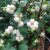Symphoricarpos x doorenb. White Hedge, Doorenbossnöbär