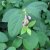 Symphoricarpos Arvid E, Tuvsnöbär, busk C3,5