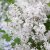 Syringa microphylla Flowerfesta ® White, Småbladig Syrén, 40-50 C3