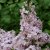 Syringa hyacinthiflora Rosenrot, Pingstsyrén