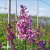 Syringa x prestoniae Royalty, Prestonsyrén, 40-60 C4