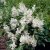Syringa josikaea Holger, Ungersk Syrén