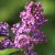 Syringa vulgaris Andenken an Ludwig Späth, Ädelsyrén, 30-50 5-8gr C5