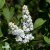 Syringa vulgaris Mme Lemoine, Ädelsyrén, 30-50 5-8gr C5