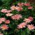 Tanacetum coccineum Robinson´s Rose, Rosenkrage, P9cm