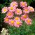 Tanacetum coccineum Robinson´s Rose, Rosenkrage