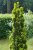 Taxus baccata David, Idegran