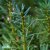 Taxus media Hicksii, Hybrididegran, 30-35 C2