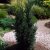 Taxus media Hicksii, Hybrididegran