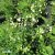 Thalictrum delavayi Splendide White ®, Violruta, SQ1