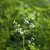 Thalictrum delavayi Splendide White ®, Violruta, SQ1