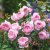 Rosa austin The Mill on the Floss ® Howard Rice David Austin Roses