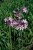 Tulbaghia violacea, Tulbaghia, P9cm