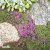 Thymus coccineus Coccineus, Backtimjan, C11,5cm