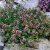Thymus citriodorus Doone Valley, Citrontimjan, P9cm