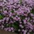 Thymus longicaulis Odoratus, Kaskadtimjan, C11,5cm