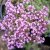 Thymus pseudolanuginosus, Gråtimjan, C11,5cm