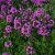 Thymus citriodorus