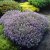 Thymus pulegioides Bertram Anderson, Stortimjan