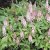 Tiarella hybr. Pink Skyrocket ®, Spetsmössa, C13cm