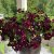 Petunia, Stickling, LightningSky 3-pack