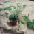 Doftpelargon Tomentosum