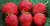 Fragaria ananassa Toscana, Jordgubbe